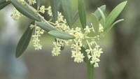 小豆島の道の駅でオリーブの花が見頃に 白と黄色の小さな花 香川