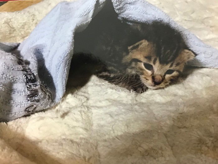 しぐれを保護した日、自宅のシャワーで洗い、猫用マットへ連れて行った