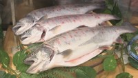 高校生が育てた幻の高級魚「サツキマス」 スーパーで初販売 香川