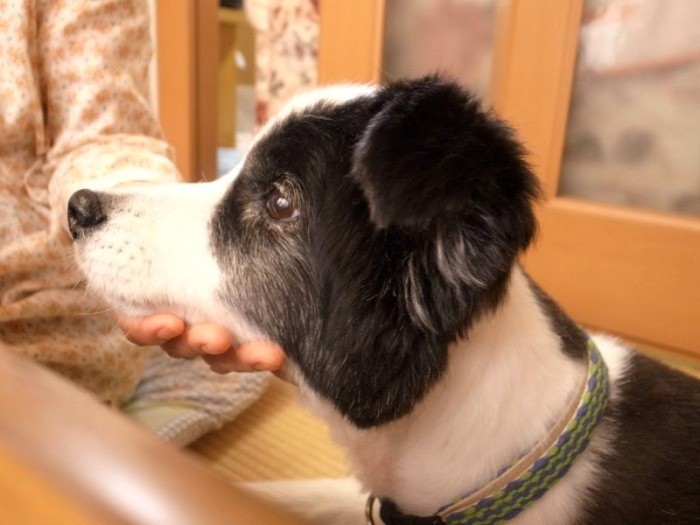 優しく賢そうな顔立ちのカールくん