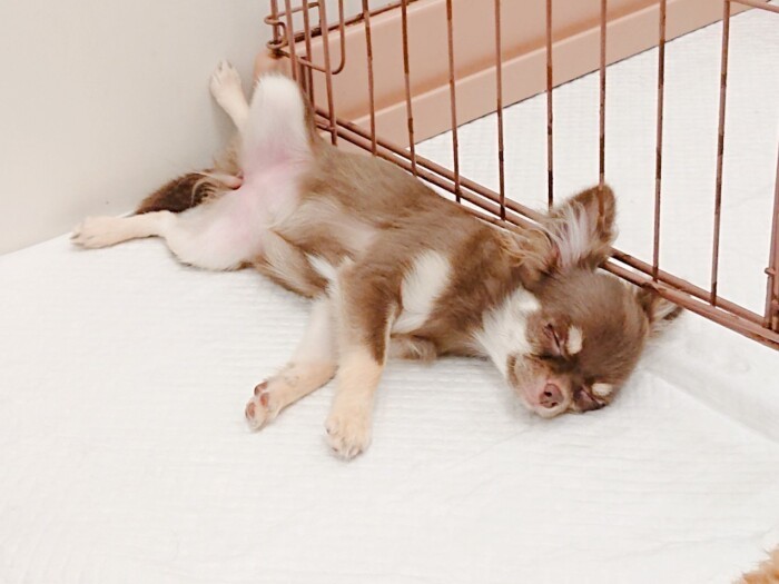 すぐになじんでぐっすり寝られるようになった(UG提供)