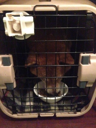 ご飯はケージの中で