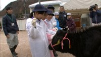 岡山・新見市の小学校に特産の千屋牛がやってきた