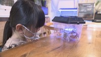 【特集】四国初の種も発見! 小さなカメムシ博士は9歳の女の子 香川