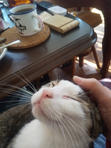 私が食卓にいても、食べ物がなければおだやかなもの。ひざの上で甘えるぐらいの余裕っぷりです。