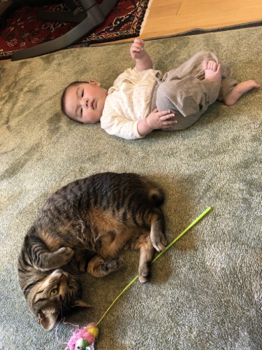 2021年春。赤ちゃん用にフカフカのカーペットを買ったらムギも気に入りゴロンして、「遊んで」のおねだりポーズ(Shingo Suzukiさん提供)