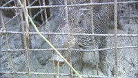 岡山県初のイノシシの「豚熱」感染受け防疫対策会議 養豚場へのウイルス侵入防止を呼び掛け