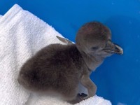 ケープペンギンのひな誕生!四国水族館で子育ての様子や「ピィピィ」鳴く声も