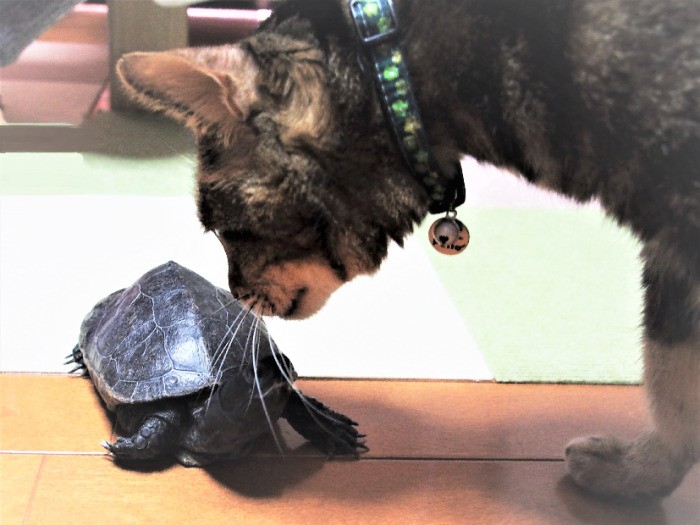 推定20歳の亀吉も家族の一員