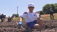 ヒマワリを町の誇りに 小学生が約1000平方メートルの畑に種まき 香川・まんのう町