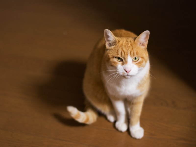 「こんばんは、はちです。きっといい夢見るよ」(小林写函撮影)
