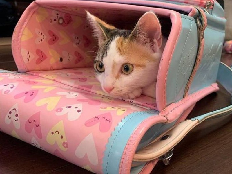 「えっ、これキャリーバッグでなくランドセル?」(優香さん提供)