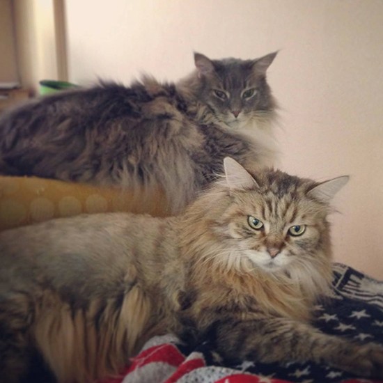 元気だったころのマロン(手前)とショコラ(かおりさん提供)