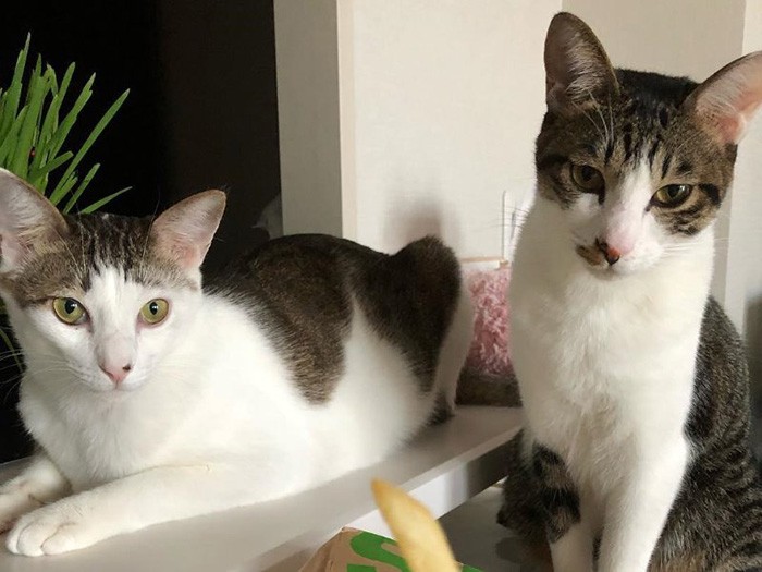 ママのハンバーガーをじーっと狙う