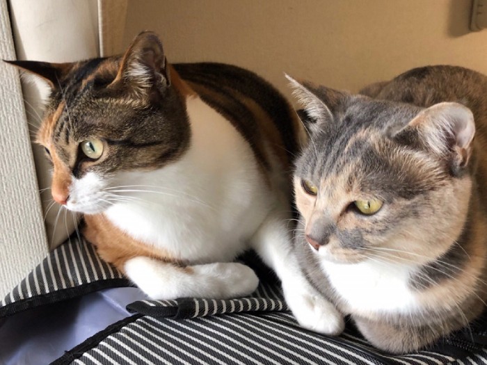 姉妹ですくすく、2人の子どもとも仲良し(坂本さん提供)