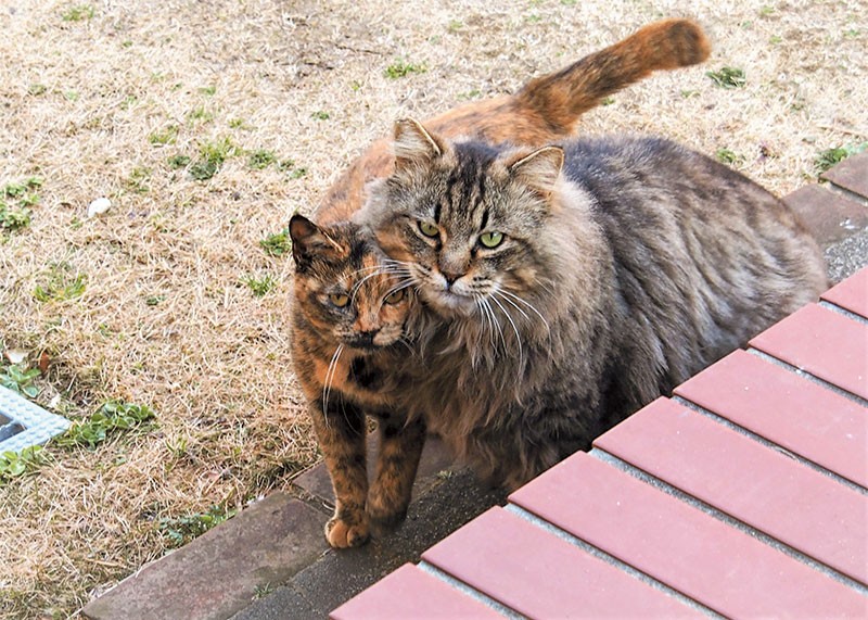 今は空の上のキミおばあちゃんも、クマにラブラブだった