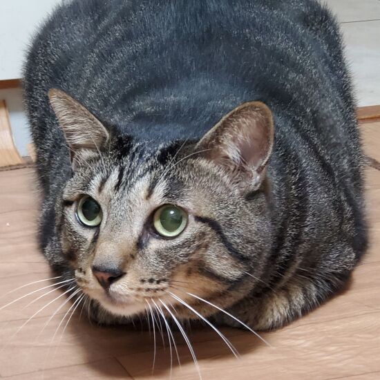 猫の来客に驚いたはっぴー。幼い時は“怖い物なし”な感じでしたが、5歳になりおとなになったのかも。視線の先にはちびちゃんが……