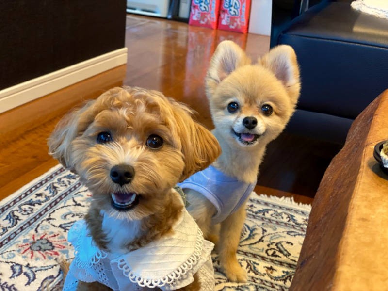 2匹ともこんないい笑顔を見せてくれるようになった(お母さん提供)