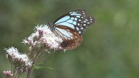 「旅するチョウ」アサギマダラが小豆島に飛来 例年より少数か 香川