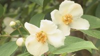朝に咲いた花が夕方に散る「沙羅双樹」ナツツバキが見頃 香川・さぬき市