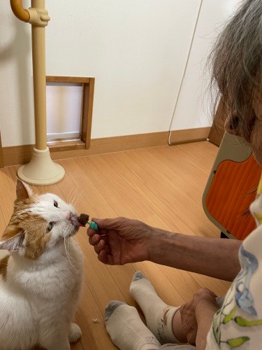 しろくんもアイスを気に入っており、すぐに平らげてしまう(南さん提供)