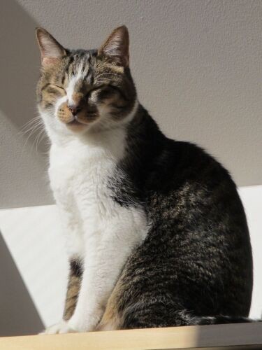 本人の理想体重(4㎏)を維持している、さい君。見習うべきところ多し(さい君のパパ提供)