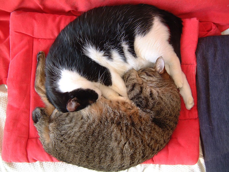 村上先生の初めての飼い猫、サンボちゃん(上)とにゃんこくん(下)。獣医学科に在籍中、大学内に捨てられた子猫。にゃんこくんは21歳まで生きた長寿猫でした