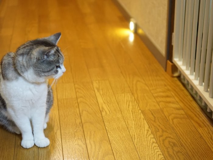 「うそだろ!こっちもしまってるやん」(真希さんのお父さんが ディアウオールを使い天井までの柵を作った)