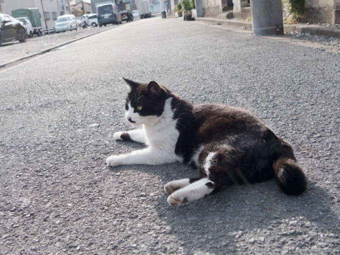 「また縄張りに入って来たのか」。(小林写函撮影)