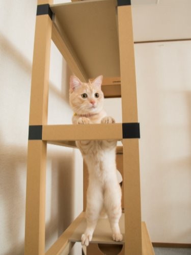 ジャングルジムみたい