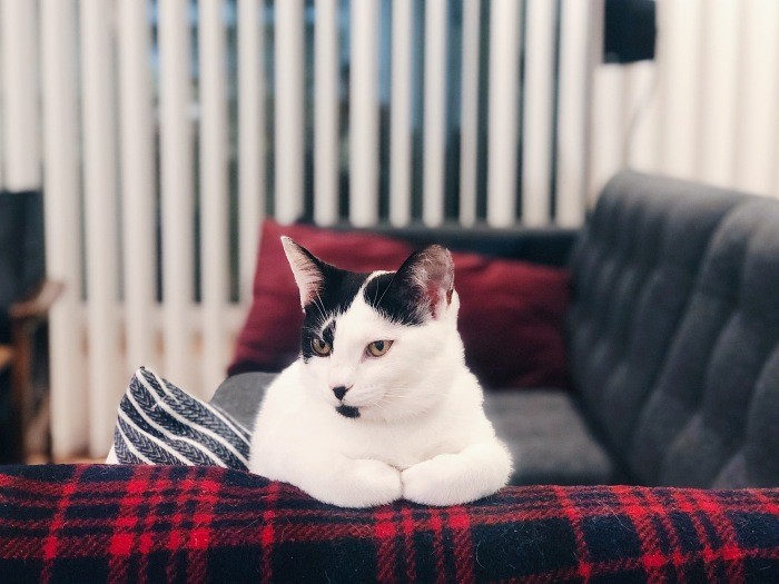 生後6カ月半、美少女からカウンターで悩みを聞くママに転身。「で?今日はどんなお話?」(佳代子さん提供)