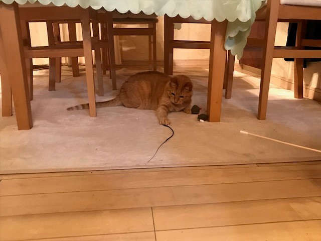 そこでヘビのオモチャを投入