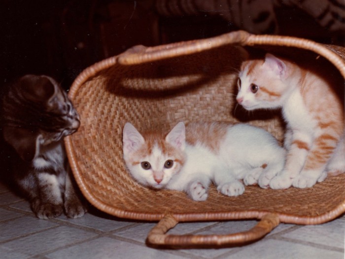 かわいい子猫たち