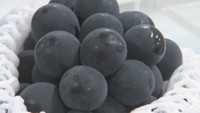 甘みがぎゅっと濃厚な味 岡山県産ニューピオーネ初入荷 天満屋岡山店