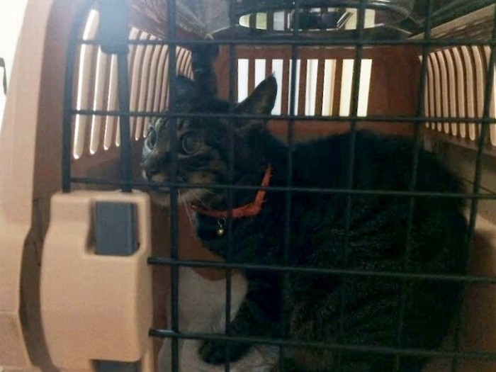 なんとかキャリーケースに入れた