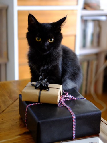 ラヴィをなくした両親に猫を、と思っていたはずが……亜実さんの猫になったダイナ。ダイナの前の箱は亜実さんの父(画家の中林忠良さん)への誕生日プレゼントのラッピング。「また今度、実家に遊びにいくにゃん」(亜実さん提供)