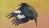 “一瞬の輝き”野鳥たちを身近に感じて 日本野鳥の会が写真展 岡山市で5月16日まで