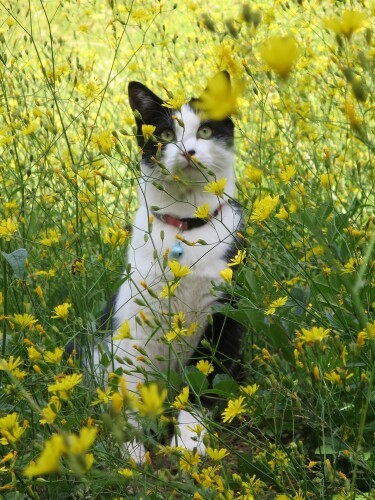 自宅の隣の原っぱで季節を感じながら育った(文さん提供)