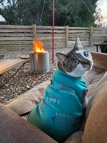 ハーネスとリードをつけてキャンプを楽しむ愛猫フィーユ