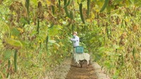 8月31日は「野菜の日」も…キュウリ農家に大雨や新型コロナの影響 岡山・久米南町