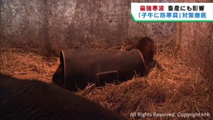 厳しい寒さは畜産にも影響 寒さに弱い子牛に防寒対策 宮城・大崎市