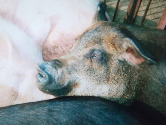 担当した幸ちゃんは小柄だったが、2度出産した。動物とかかわる仕事をする上で、貴重な経験をさせてくれた存在だ(梶さん提供)