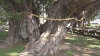 樹齢1600年以上 シンパクの大樹に「しめ縄」の飾りつけ 香川・小豆島