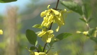 小豆島にだけ自生する花「ショウドシマレンギョウ」 ゴールデンウィーク中が見頃 香川