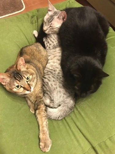 可愛くて小さい時はこんな風にサンドイッチ (河野さん提供)