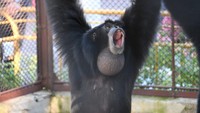 池田動物園 テナガザル&キツネザルに興味をもって 特別イベントを開催 岡山市