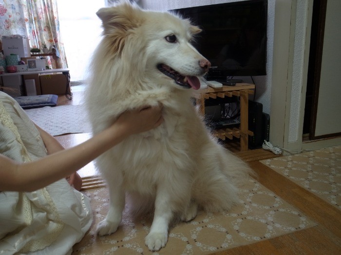 トリミングもきれいにしてもらっています