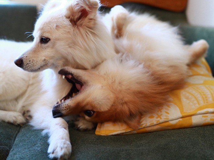 「やんのかー!」「こいつうざいなー」の顔