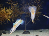 四国水族館 アオリイカ産卵床の設置に協力 香川・宇多津町