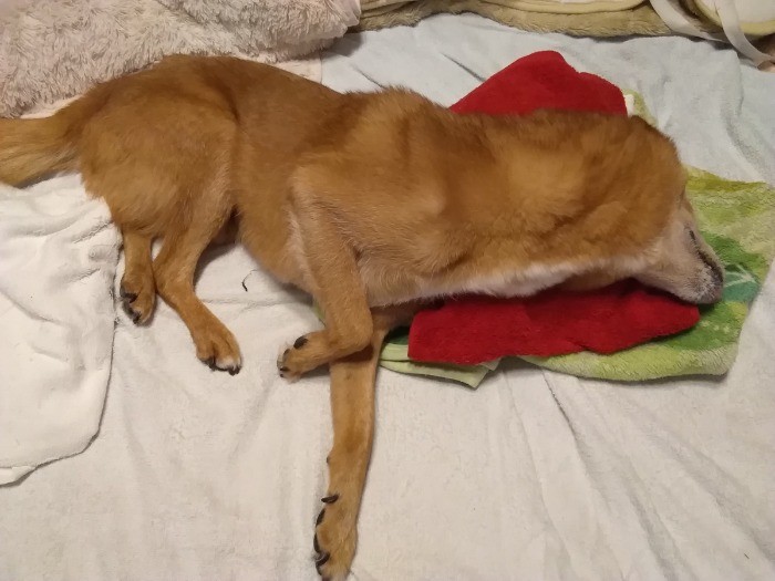 寝たきりのむぎ